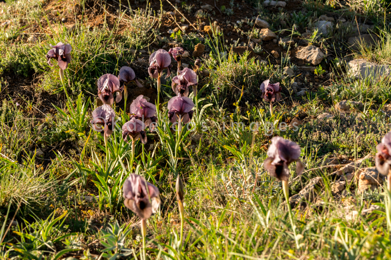 Al Arz;Iris;Iris Cedreti;Kaleidos;Kaleidos images;Lebanon;Middle East;Near East;Proche Orient;Tarek Charara;Flowers;Endemic;Endangered species;Endemic species;Critically endangered;Critically endangered species